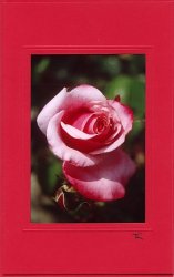 Rotweiße Rose