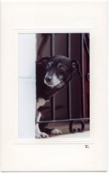 Neugieriger Hund