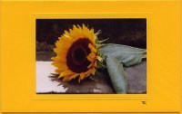 Sonnenblume