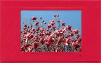Roter Magnolienbaum