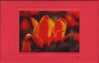 Tulpenpaar