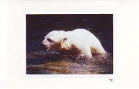 Wilbär in Bewegung
