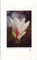 Magnolienblüte in Weiß