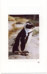 Brillenpinguin