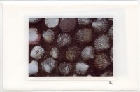 Muscheln