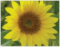 Sonnenblume