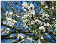 Frühling