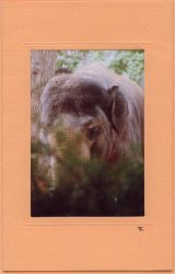 Versteckter Elefant