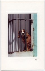 Fenster mit Hund